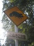 tanuki.jpg